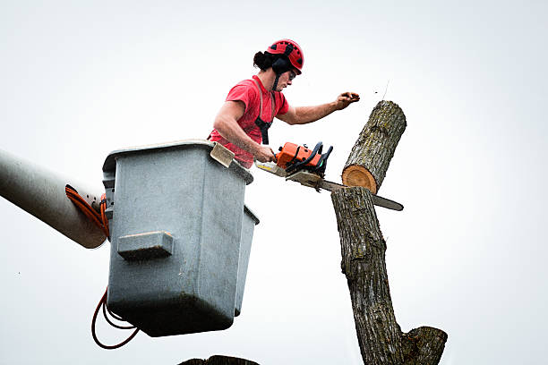 Best Storm Damage Tree Cleanup  in East Meadow, NY