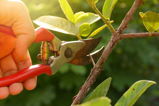 Tree Removal Services